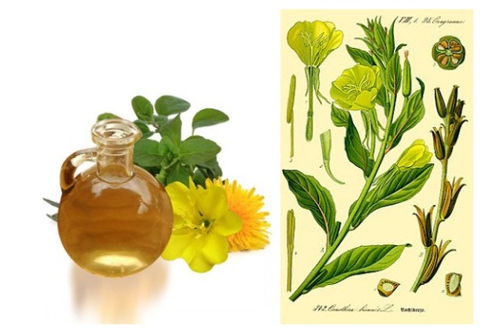 Aceite de onagra, propiedades y efectos en el organismo