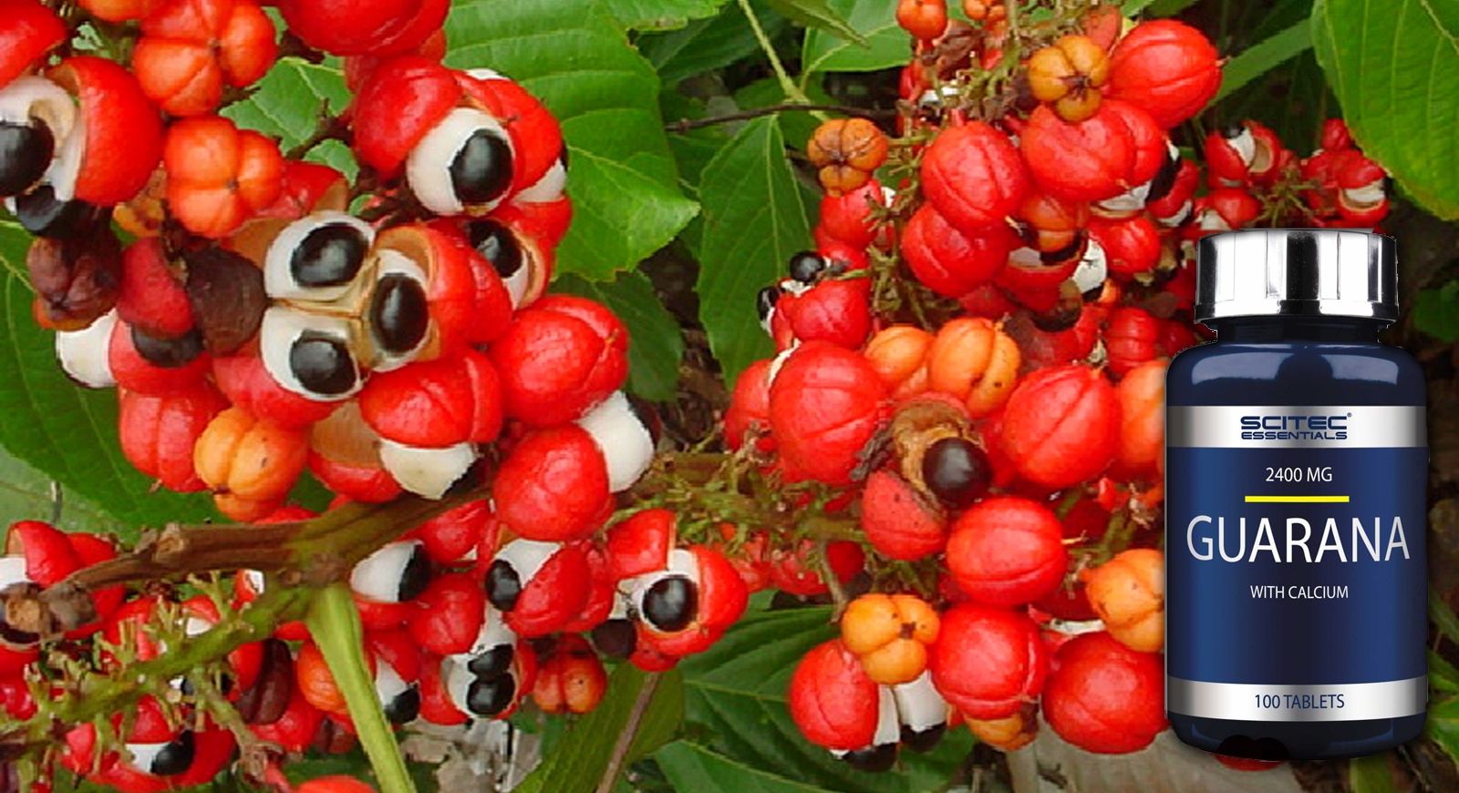 Guaraná