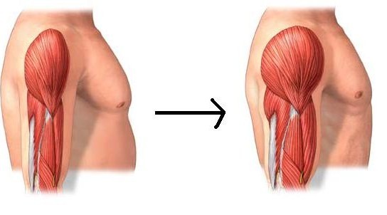 La hiperplasia y el crecimiento del músculo esquelético humano