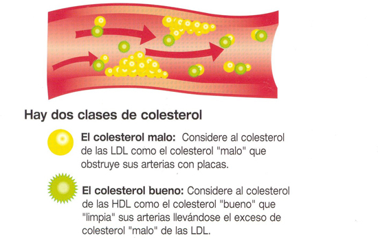 Colesterol HDL y LDL