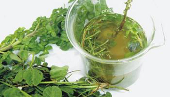 Infusión de cola de caballo