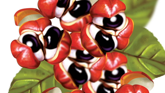 Guaraná