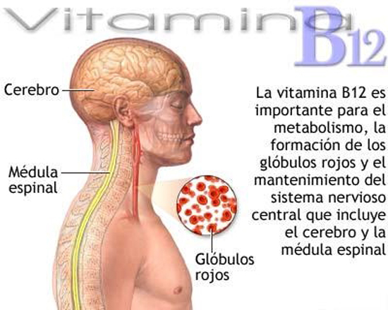 B12 vitamina