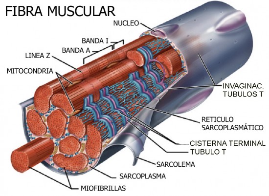 Fibrosis muscular: ¿Qué es  y porqué se da?