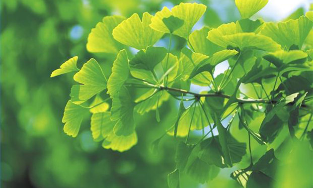 Propiedades del Ginkgo Biloba