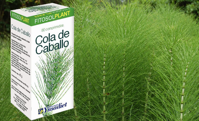 Cola De Caballo Planta Medicinal Beneficiosa