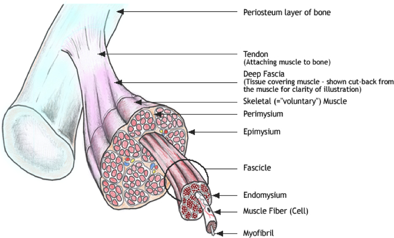 Fascia muscular: ¿Qué es y cómo funciona?