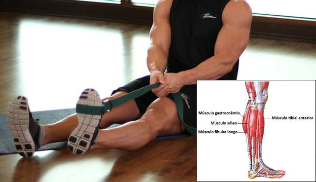 Músculo tibial anterior