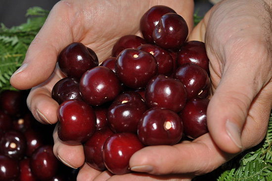 ¿Las cerezas engordan?