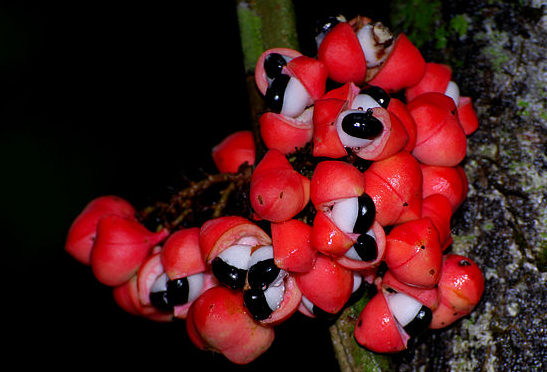Propiedades de guarana para adelgazar
