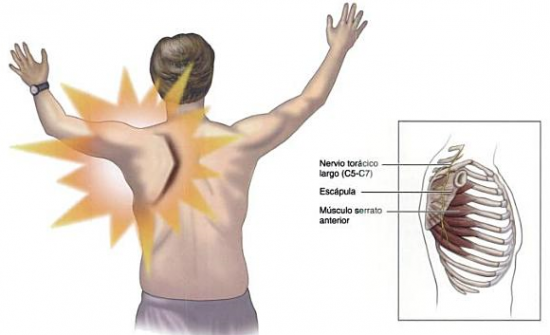 funcion principal del musculo serrato anterior