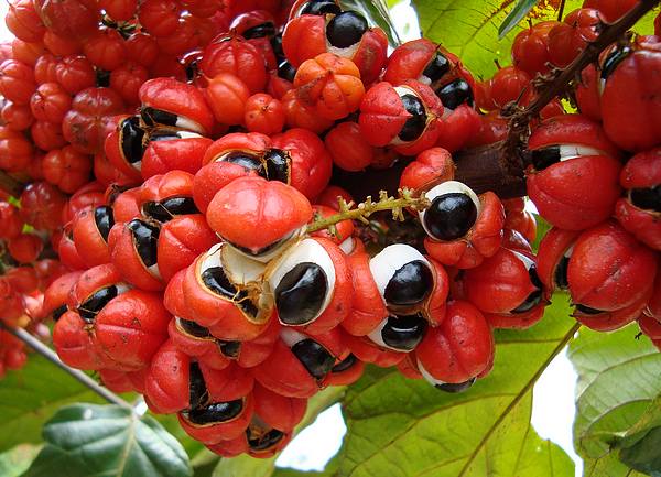 Propiedades guaraná para adelgazar