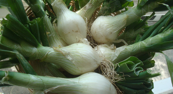 Cebolla: propiedades y beneficios