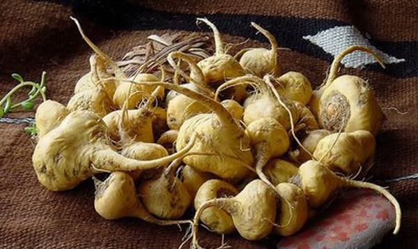 Propiedades de la maca