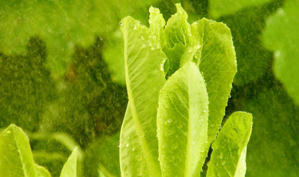 Calorías lechuga ¿son muchas?