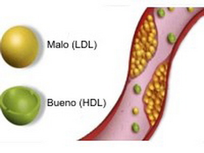 HDL colesterol alto