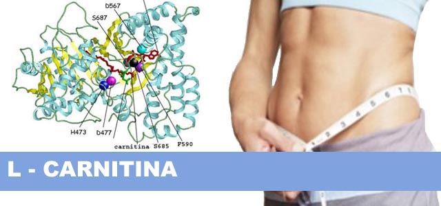 Carnitina ¿Qué es?